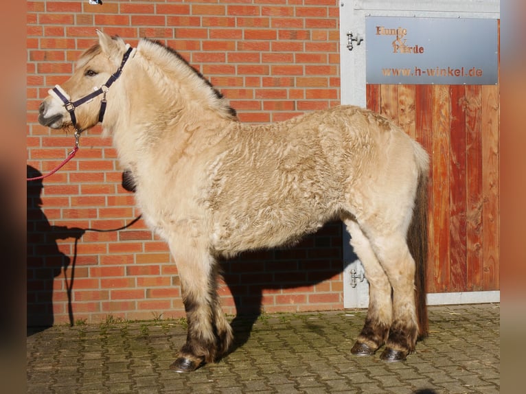 Caballo del fiordo noruego (Fjord) Yegua 25 años 141 cm in Dorsten