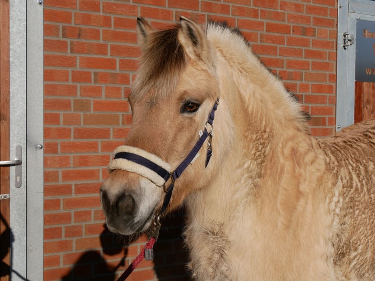 Caballo del fiordo noruego (Fjord) Yegua 25 años 141 cm in Dorsten