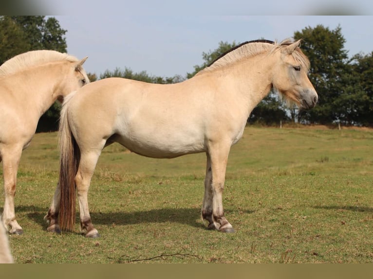 Caballo del fiordo noruego (Fjord) Yegua 2 años 142 cm Bayo in Alt Duvenstedt