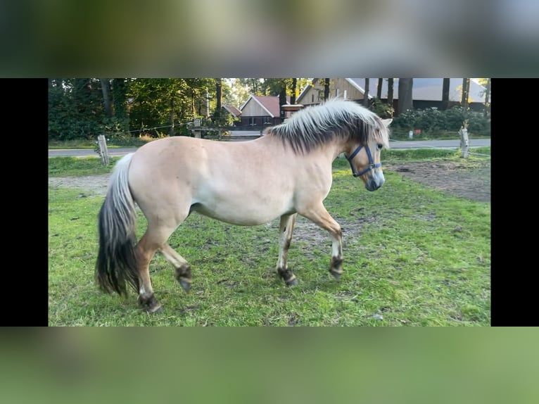 Caballo del fiordo noruego (Fjord) Yegua 2 años 143 cm Bayo in Oud Ootmarsum