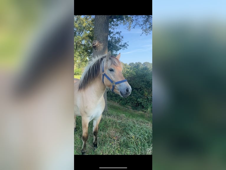 Caballo del fiordo noruego (Fjord) Yegua 2 años 143 cm Bayo in Oud Ootmarsum