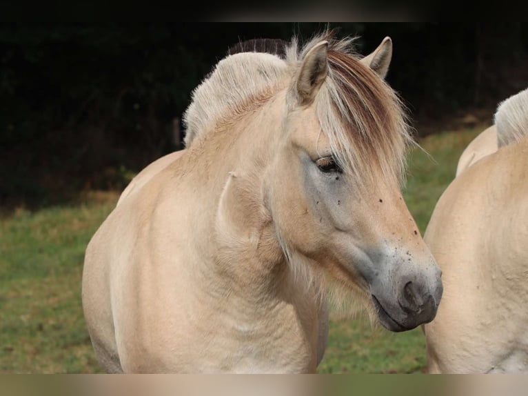 Caballo del fiordo noruego (Fjord) Yegua 3 años 142 cm Bayo in Alt Duvenstedt