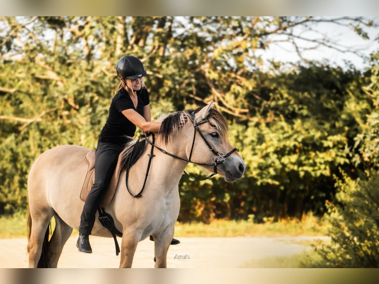 Caballo del fiordo noruego (Fjord) Yegua 3 años 142 cm in Friedberg