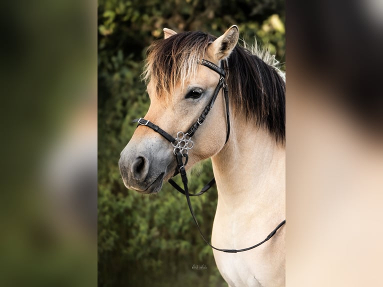 Caballo del fiordo noruego (Fjord) Yegua 3 años 142 cm in Friedberg