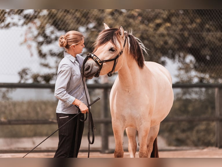 Caballo del fiordo noruego (Fjord) Yegua 3 años 142 cm in Friedberg