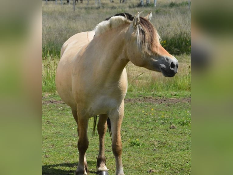 Caballo del fiordo noruego (Fjord) Yegua 3 años 143 cm Bayo in FLETHSEE