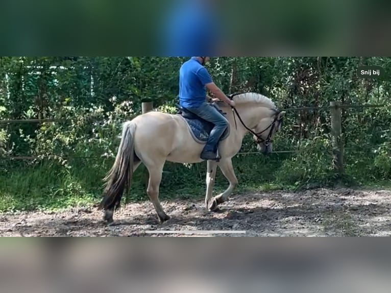 Caballo del fiordo noruego (Fjord) Yegua 3 años 149 cm Bayo in Oud ootmarsum