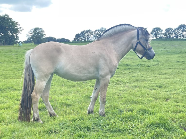 Caballo del fiordo noruego (Fjord) Yegua 3 años 149 cm Bayo in Oud ootmarsum