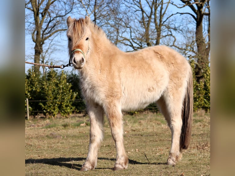 Caballo del fiordo noruego (Fjord) Yegua 3 años Bayo in Vlagtwedde