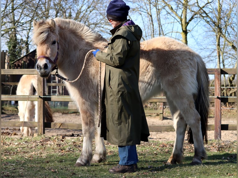 Caballo del fiordo noruego (Fjord) Yegua 3 años Bayo in Vlagtwedde