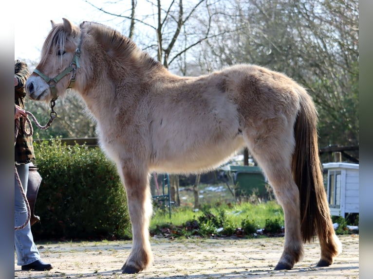 Caballo del fiordo noruego (Fjord) Yegua 3 años Bayo in Vlagtwedde