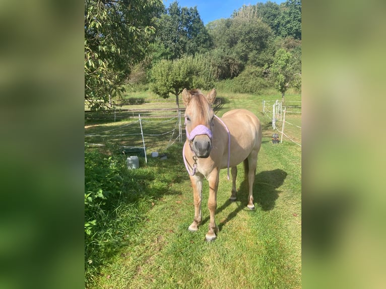 Caballo del fiordo noruego (Fjord) Yegua 5 años 139 cm Bayo in Lahnau