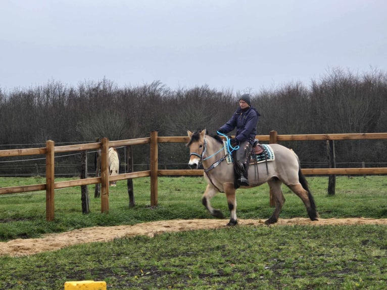 Caballo del fiordo noruego (Fjord) Mestizo Yegua 5 años 151 cm Bayo in Linkenbach