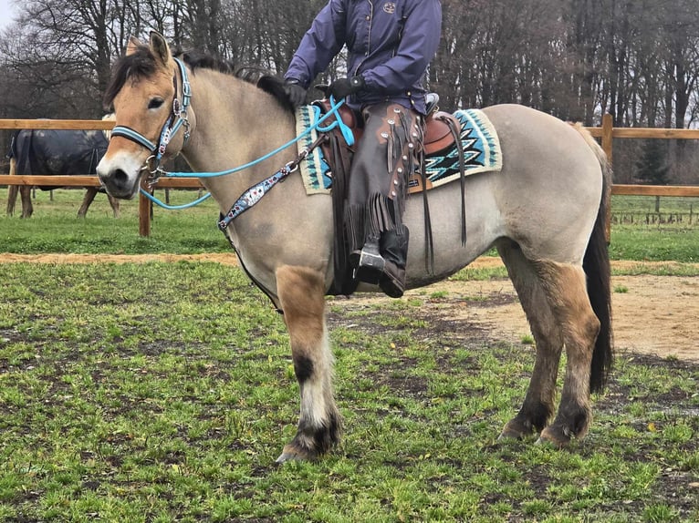 Caballo del fiordo noruego (Fjord) Mestizo Yegua 5 años 151 cm Bayo in Linkenbach