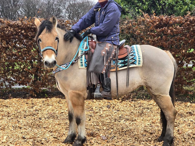 Caballo del fiordo noruego (Fjord) Mestizo Yegua 5 años 151 cm Bayo in Linkenbach