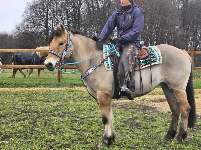 Caballo del fiordo noruego (Fjord) Mestizo Yegua 5 años 151 cm Bayo in Linkenbach