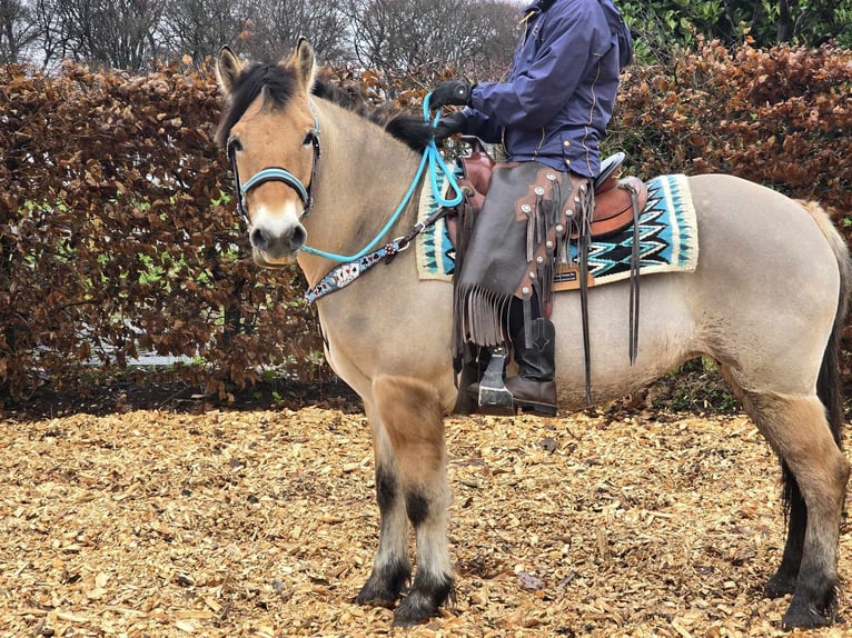 Caballo del fiordo noruego (Fjord) Mestizo Yegua 5 años 151 cm Bayo in Linkenbach