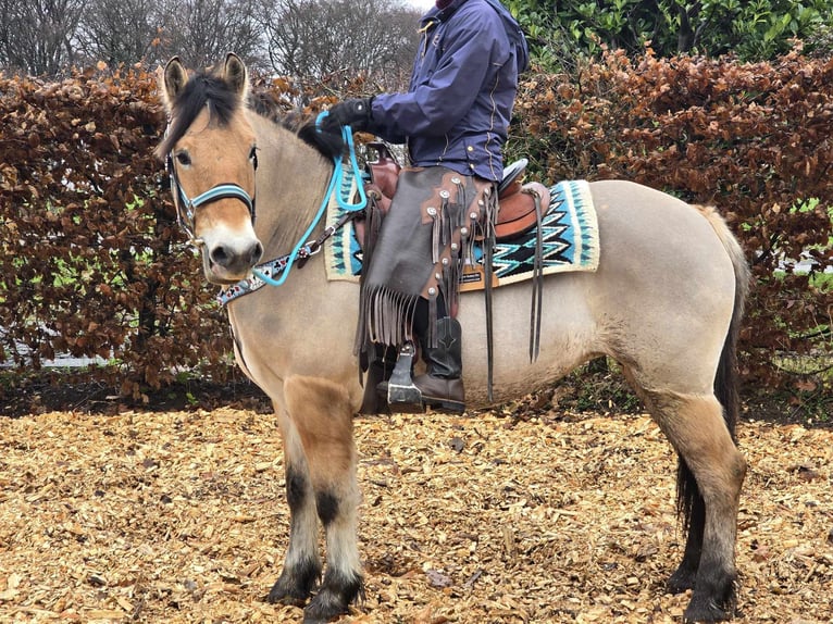 Caballo del fiordo noruego (Fjord) Mestizo Yegua 5 años 151 cm Bayo in Linkenbach