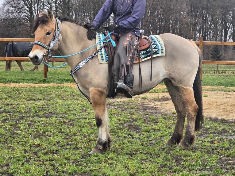 Caballo del fiordo noruego (Fjord) Mestizo Yegua 5 años 151 cm Bayo in Linkenbach