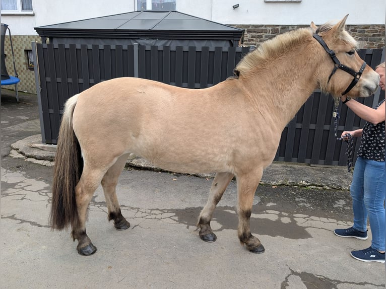 Caballo del fiordo noruego (Fjord) Yegua 5 años 157 cm Bayo in Morsbach