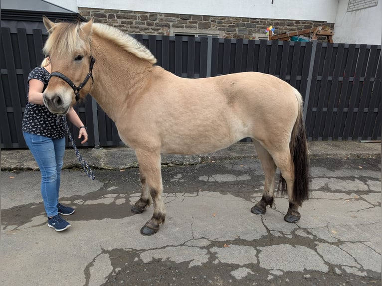 Caballo del fiordo noruego (Fjord) Yegua 5 años 157 cm Bayo in Morsbach