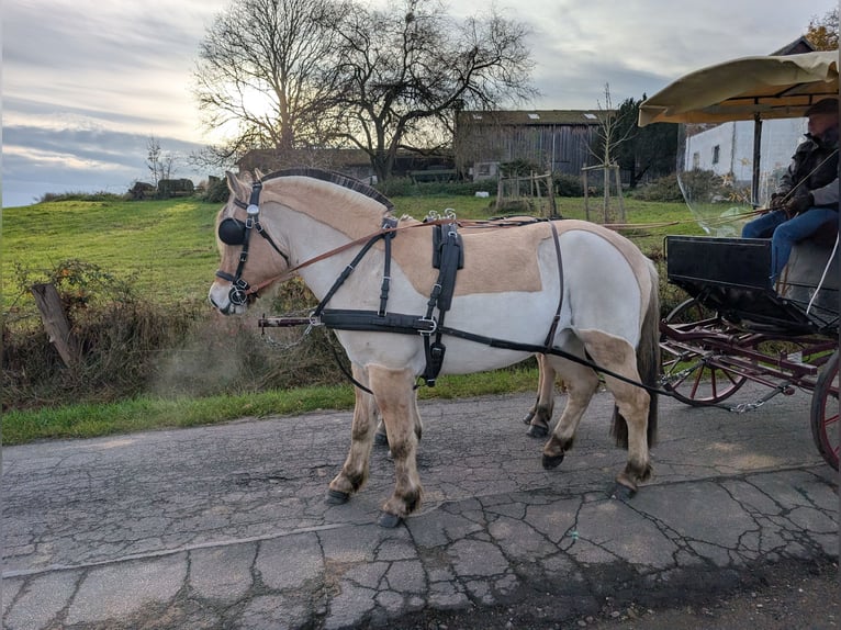 Caballo del fiordo noruego (Fjord) Yegua 5 años 157 cm Bayo in Morsbach