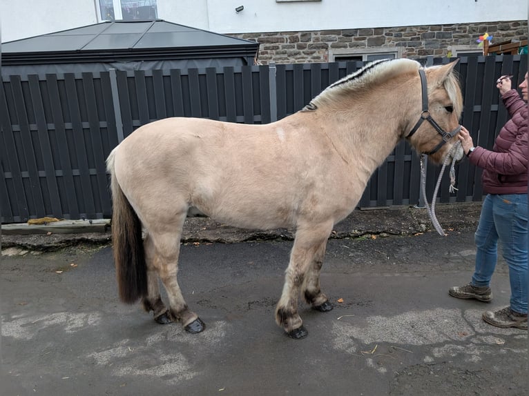 Caballo del fiordo noruego (Fjord) Yegua 5 años 157 cm Bayo in Morsbach