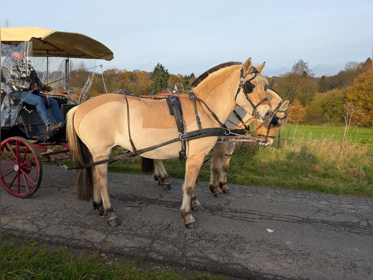 Caballo del fiordo noruego (Fjord) Yegua 5 años 157 cm Bayo in Morsbach