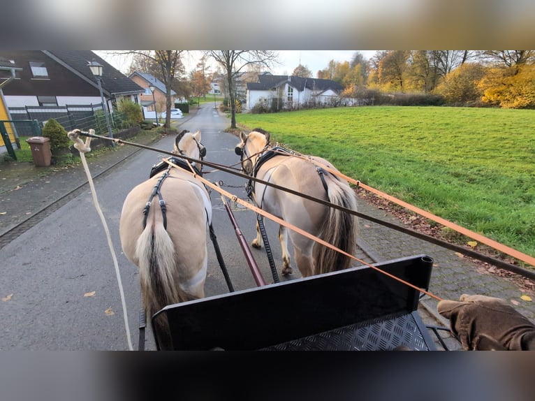 Caballo del fiordo noruego (Fjord) Yegua 5 años 157 cm Bayo in Morsbach