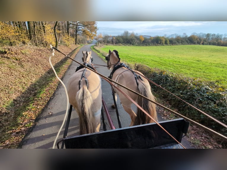 Caballo del fiordo noruego (Fjord) Yegua 5 años 157 cm Bayo in Morsbach