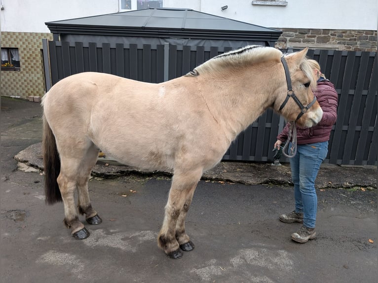 Caballo del fiordo noruego (Fjord) Yegua 5 años 157 cm Bayo in Morsbach