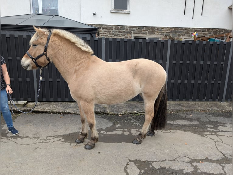 Caballo del fiordo noruego (Fjord) Yegua 5 años 157 cm Bayo in Morsbach