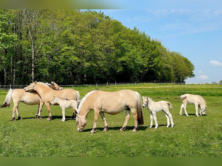 Caballo del fiordo noruego (Fjord) Yegua 5 años in Liebstadt