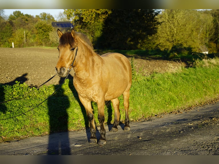 Caballo del fiordo noruego (Fjord) Mestizo Yegua 6 años 138 cm Alazán in MettmannMettmann