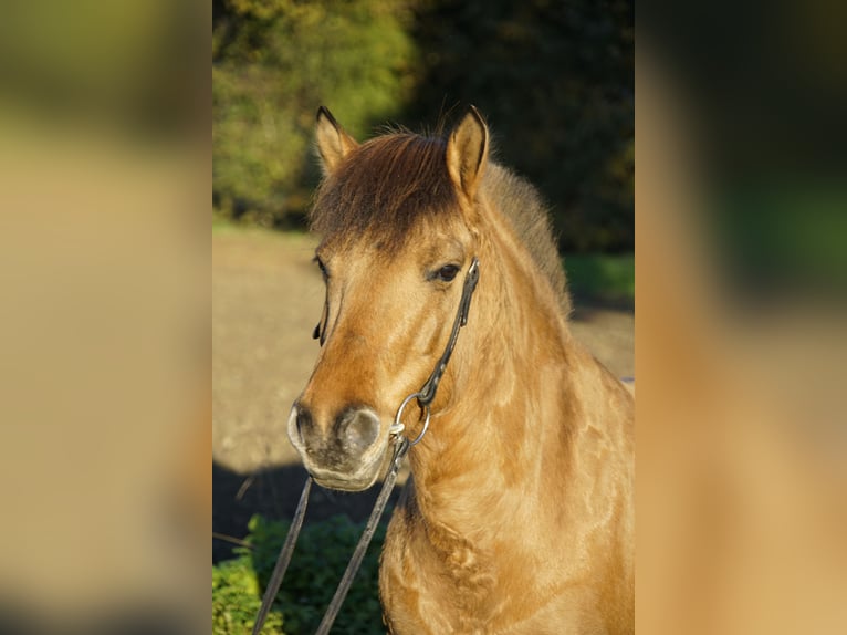 Caballo del fiordo noruego (Fjord) Mestizo Yegua 6 años 138 cm Alazán in MettmannMettmann