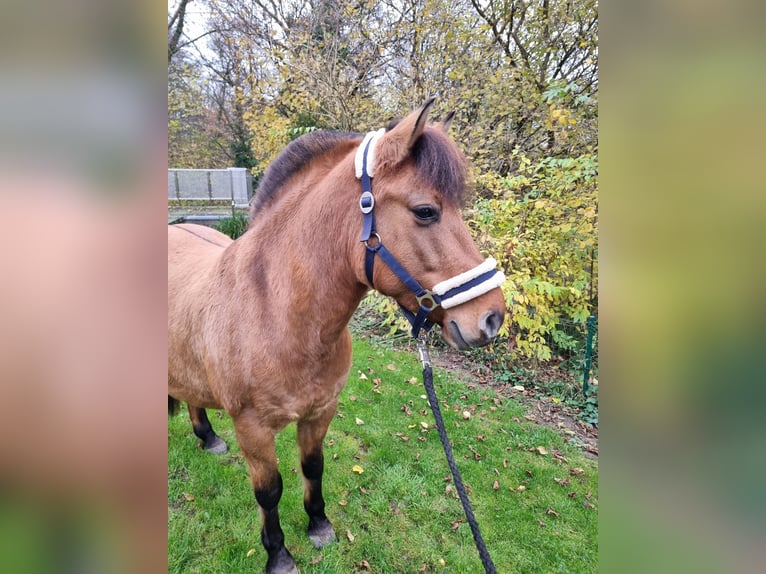 Caballo del fiordo noruego (Fjord) Mestizo Yegua 6 años 138 cm Alazán in MettmannMettmann