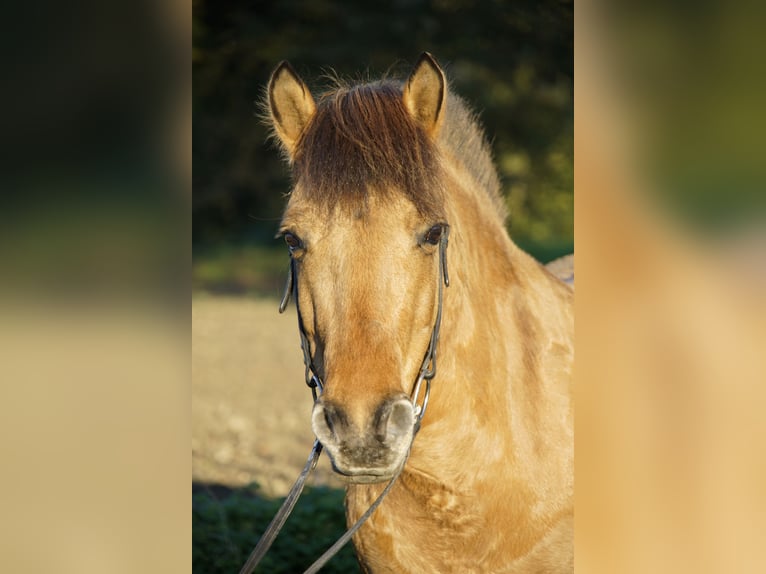 Caballo del fiordo noruego (Fjord) Mestizo Yegua 6 años 138 cm Alazán in MettmannMettmann