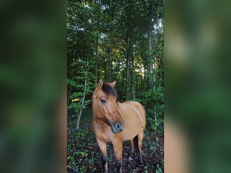 Caballo del fiordo noruego (Fjord) Mestizo Yegua 6 años 138 cm Alazán in MettmannMettmann