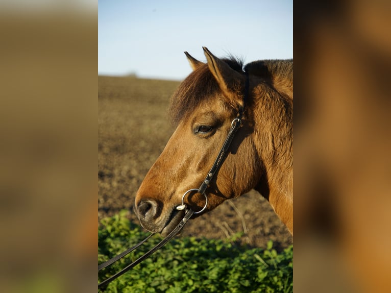 Caballo del fiordo noruego (Fjord) Mestizo Yegua 6 años 138 cm Alazán in MettmannMettmann