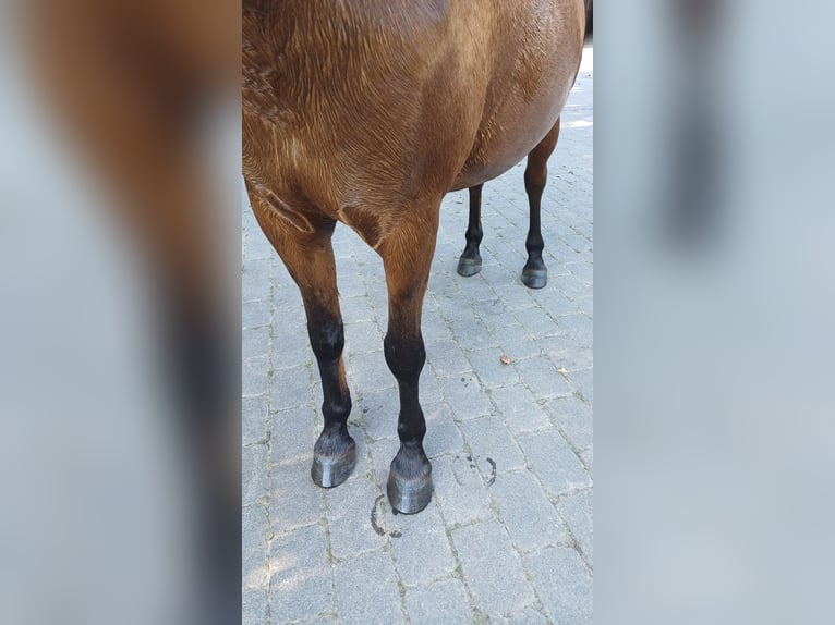 Caballo del fiordo noruego (Fjord) Mestizo Yegua 6 años 138 cm Alazán in MettmannMettmann