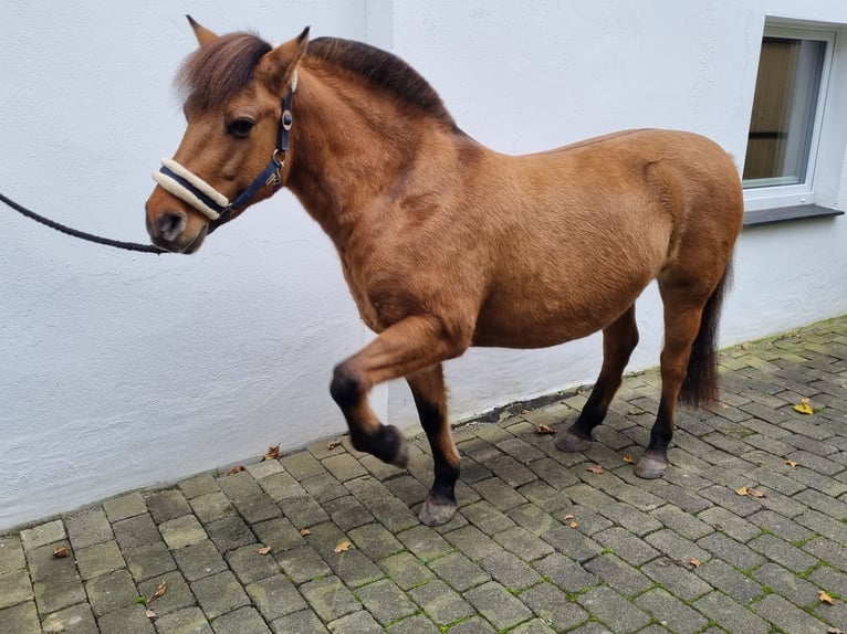 Caballo del fiordo noruego (Fjord) Mestizo Yegua 6 años 138 cm Alazán in MettmannMettmann