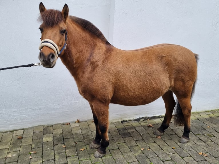 Caballo del fiordo noruego (Fjord) Mestizo Yegua 6 años 138 cm Alazán in MettmannMettmann