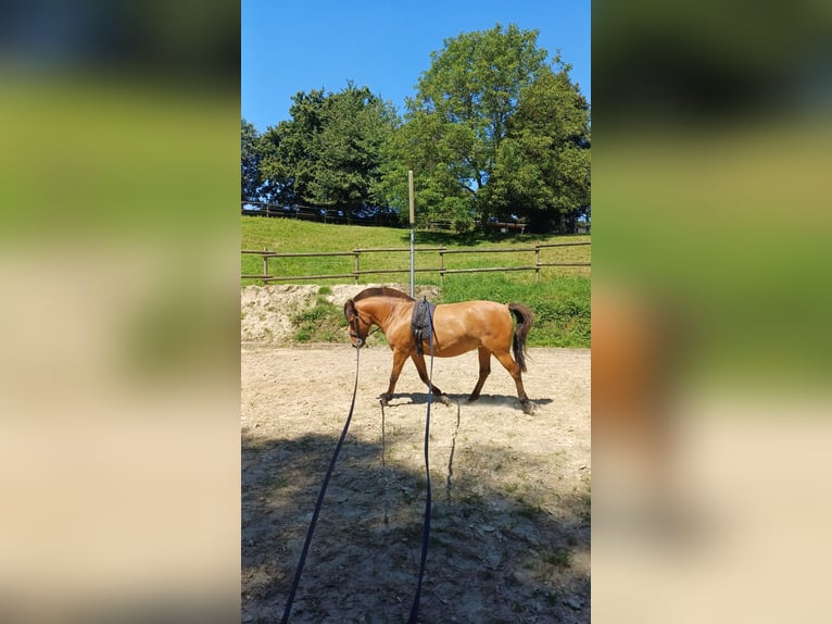 Caballo del fiordo noruego (Fjord) Mestizo Yegua 6 años 138 cm Alazán in MettmannMettmann