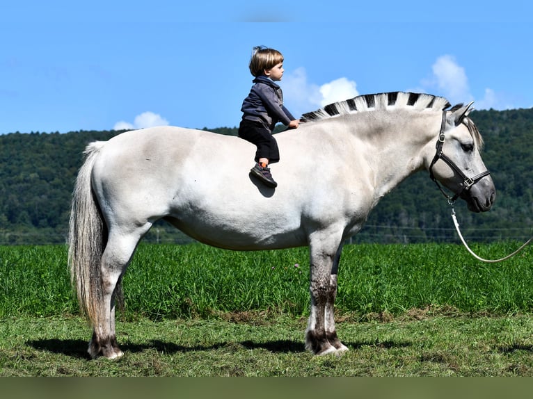 Caballo del fiordo noruego (Fjord) Yegua 6 años 142 cm Bayo in Rebersburg, PA