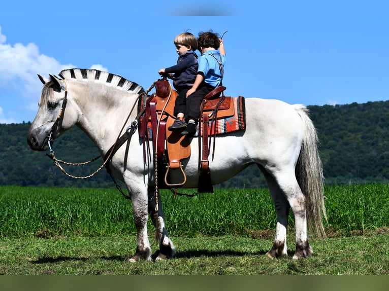 Caballo del fiordo noruego (Fjord) Yegua 6 años 142 cm Bayo in Rebersburg, PA