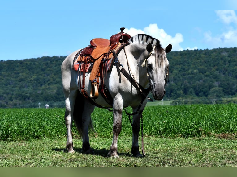 Caballo del fiordo noruego (Fjord) Yegua 6 años 142 cm Bayo in Rebersburg, PA