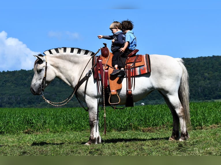 Caballo del fiordo noruego (Fjord) Yegua 6 años 142 cm Bayo in Rebersburg, PA