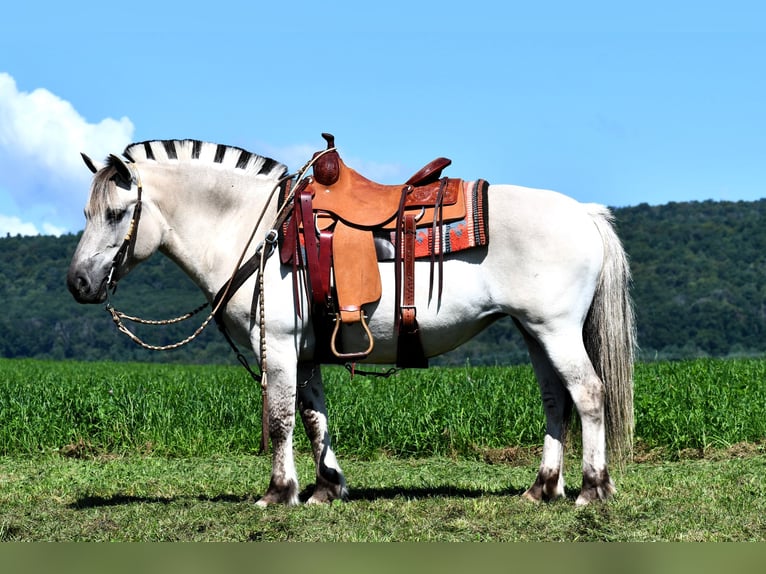 Caballo del fiordo noruego (Fjord) Yegua 6 años 142 cm Bayo in Rebersburg, PA