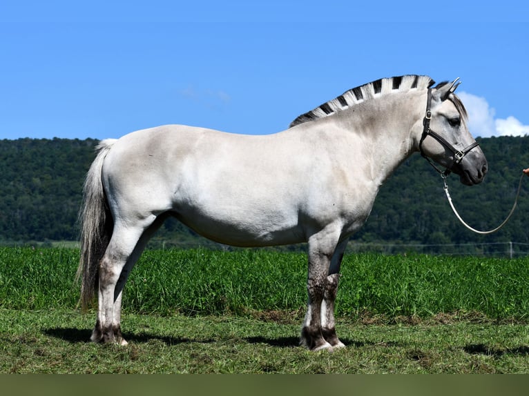 Caballo del fiordo noruego (Fjord) Yegua 6 años 142 cm Bayo in Rebersburg, PA