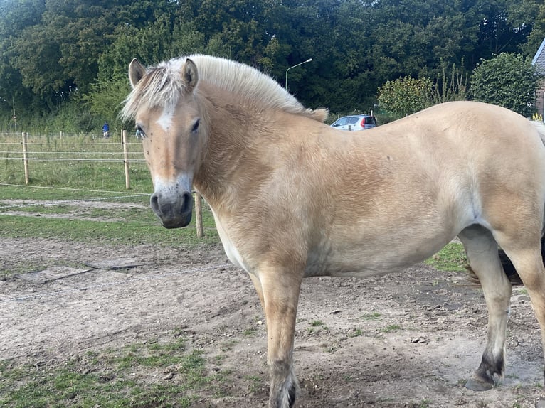 Caballo del fiordo noruego (Fjord) Yegua 6 años 144 cm Palomino in Heumen